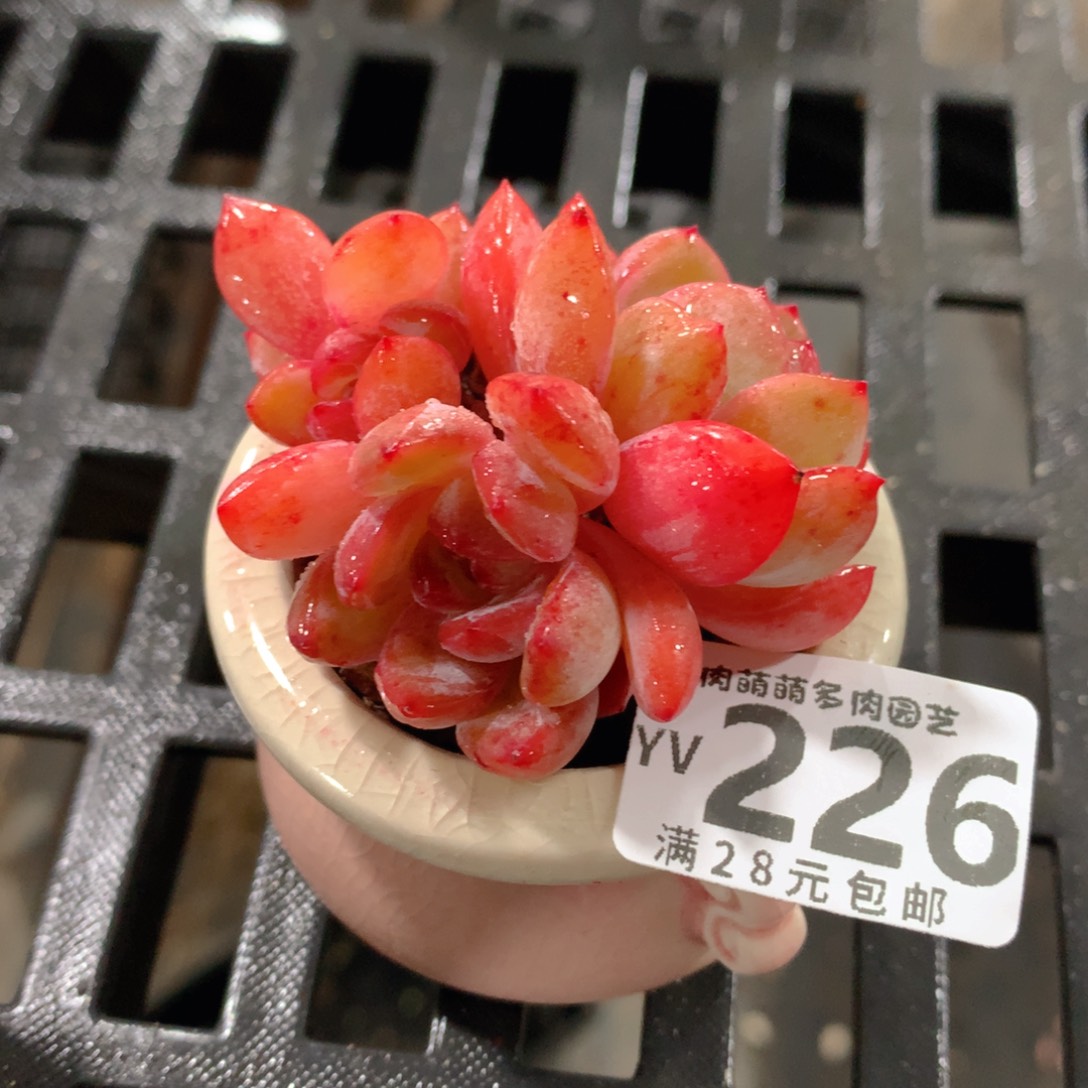 肉萌萌拇指盆精控多肉YV226