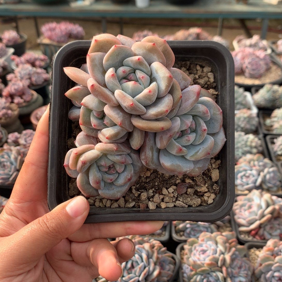 哈哈哈哈哈哈哈21