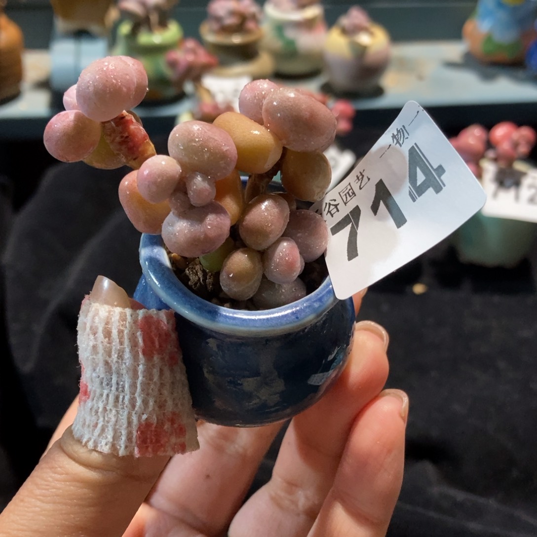 714糖果腰子蛋带盆土