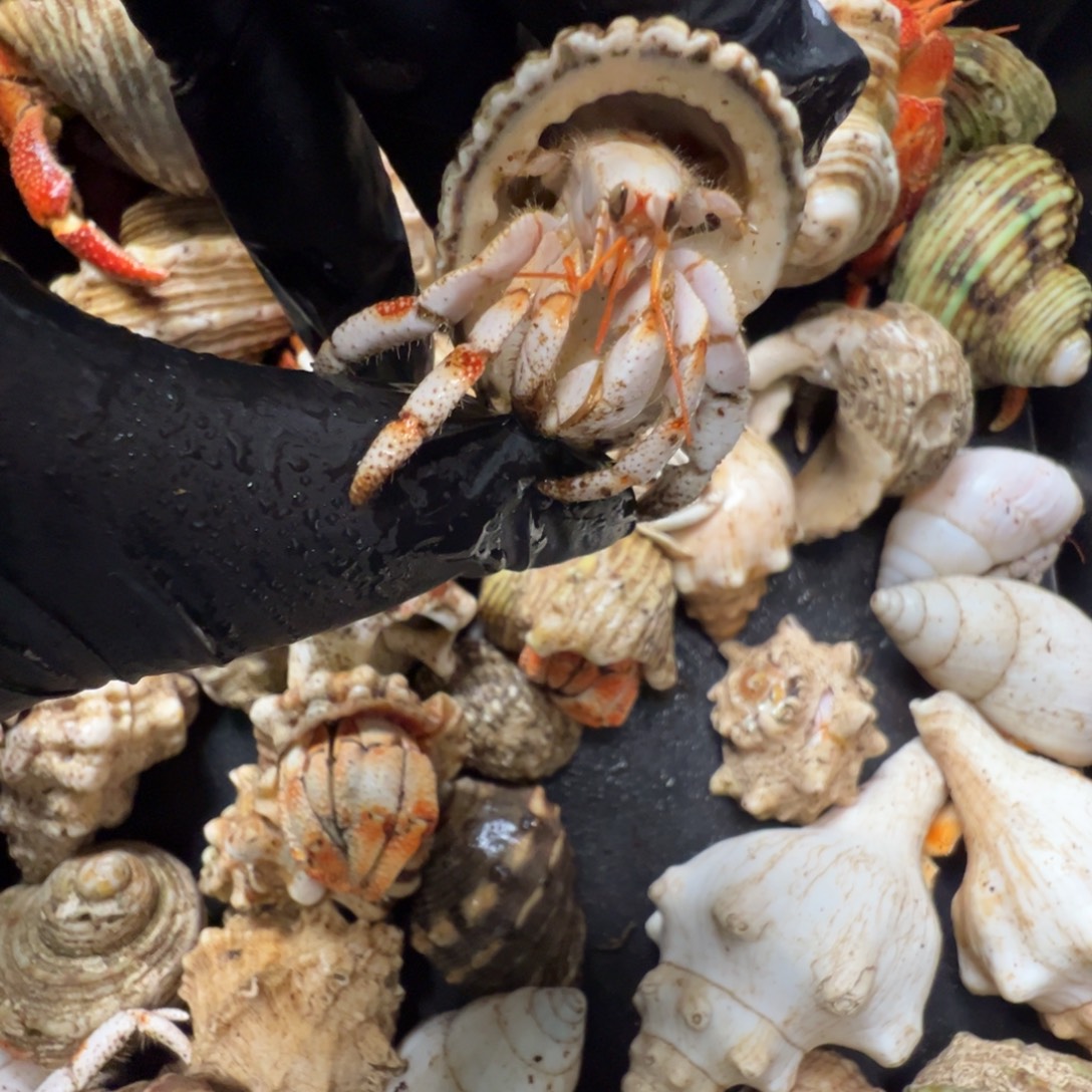 1.65口径白草白橘竹节配色