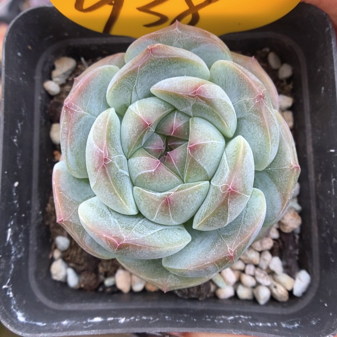 暗纹珍妮938号。     