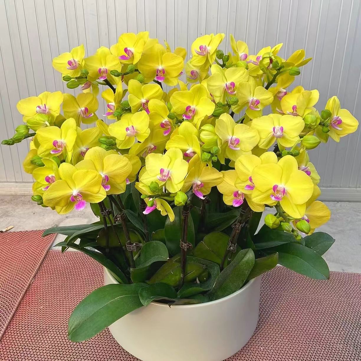 （百事可乐）蝴蝶兰3.5杯带花剑丝绒质感中大花易分枝长花期精品苗