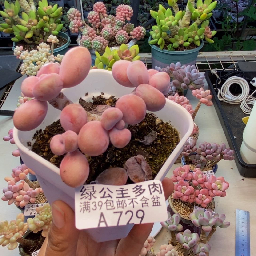 729腰子桃蛋多肉6c m