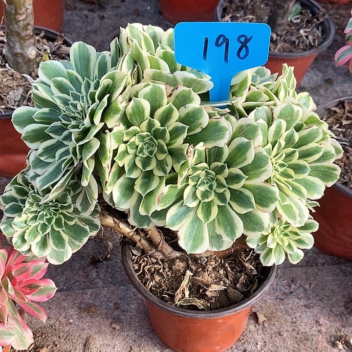 198 一颗迈巴赫法师zhui hua