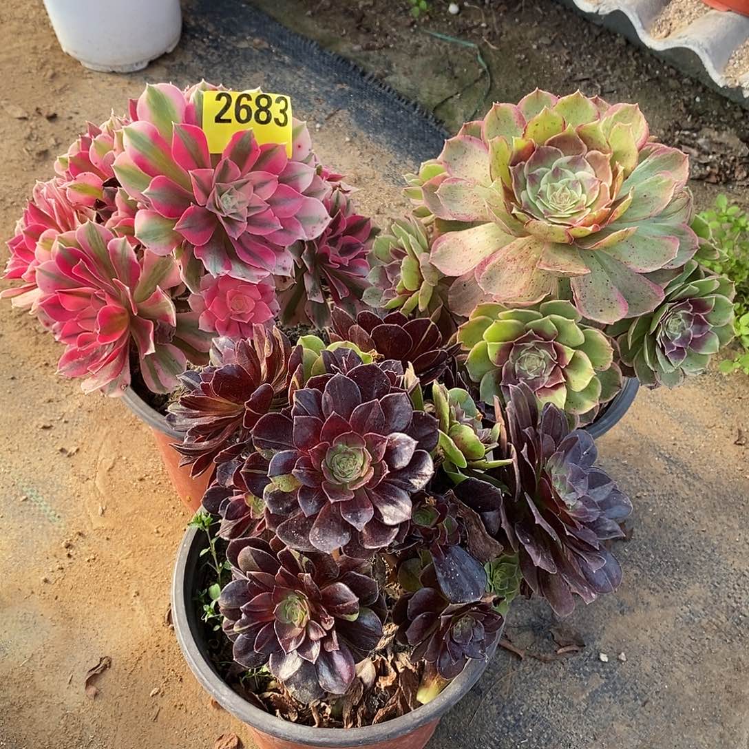 组合三颗多肉法师粉女巫