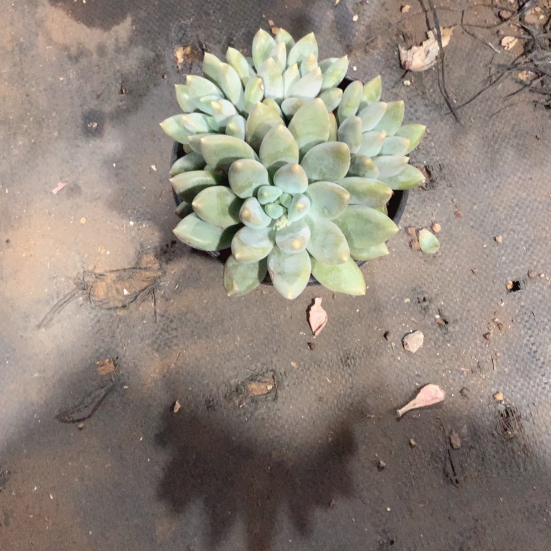 多肉植物多肉植物哥特