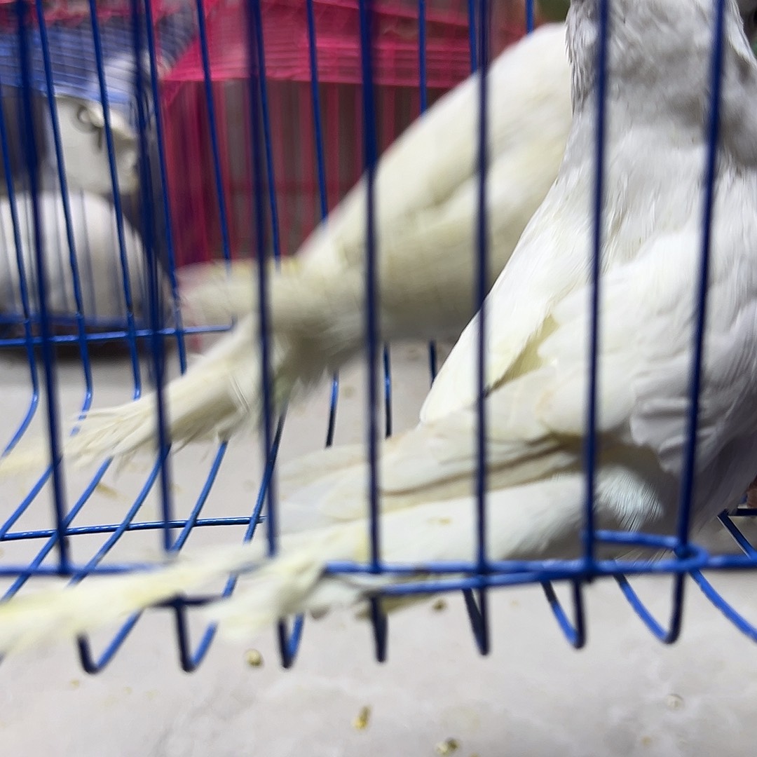 虎皮鹦鹉大头一对