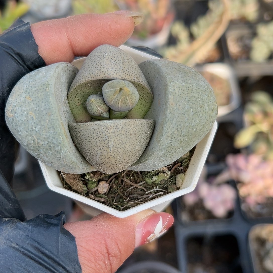 多肉植物绿帝玉元宝