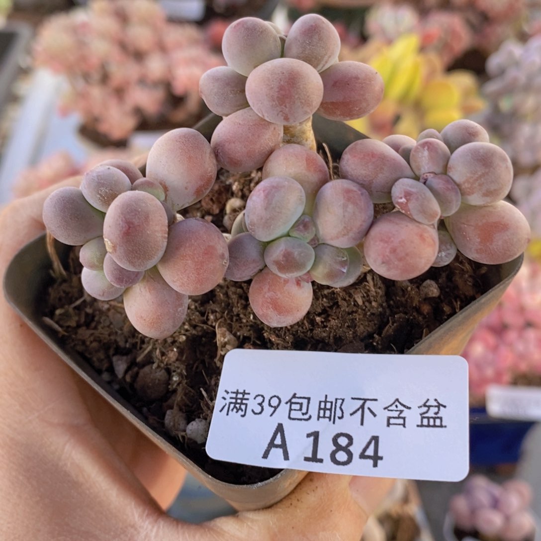 一代苹果奶6cm184多肉植物