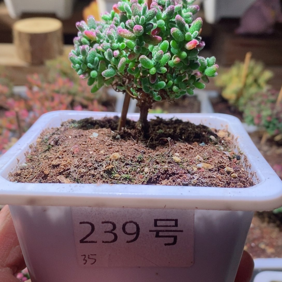 蜜橘带盆土发货一物一拍