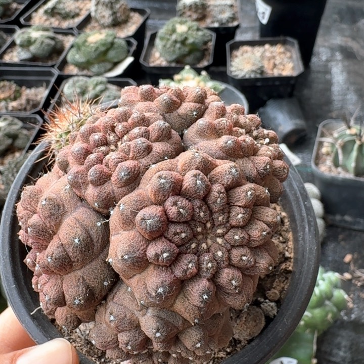 077群头蜥蜴皮仙人球