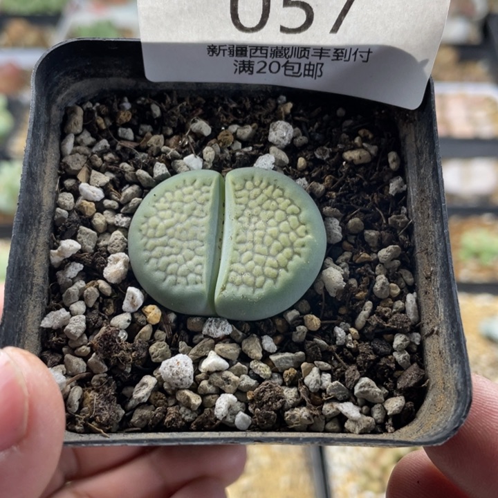 佳人园艺 老周多肉上福利啦绿巴黎057
