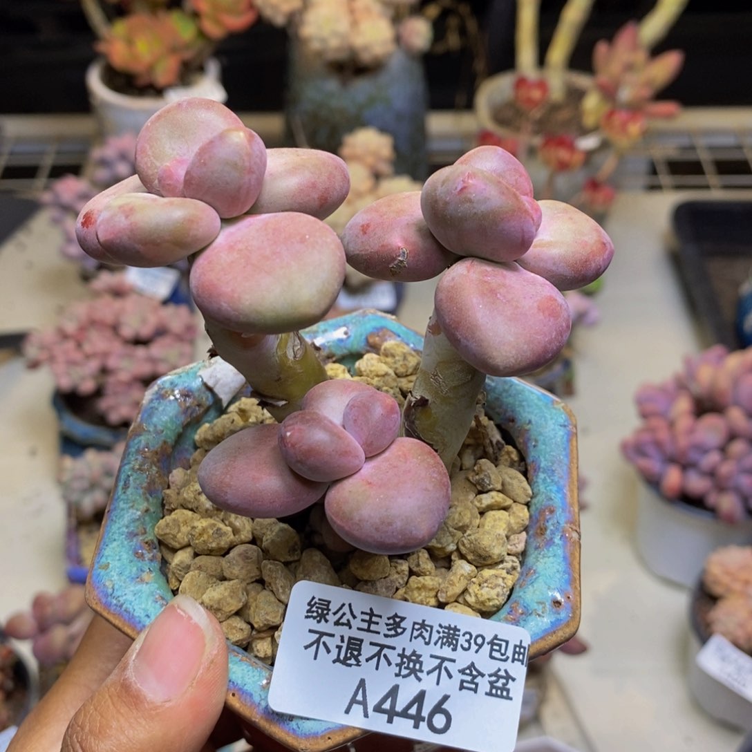 446芒果奶kk奶多肉6c m