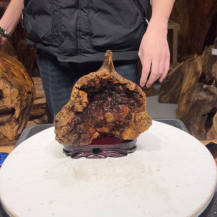 松木（琥珀木）世**态