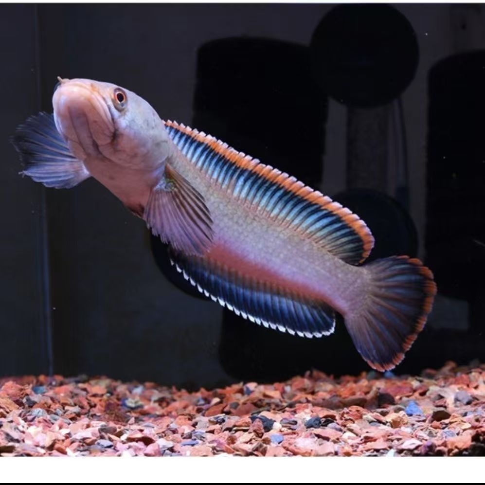 观赏鱼（活体腊彩雷龙鱼）带氧气耐活鱼