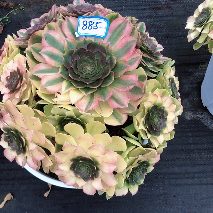 885雨荷多肉法师