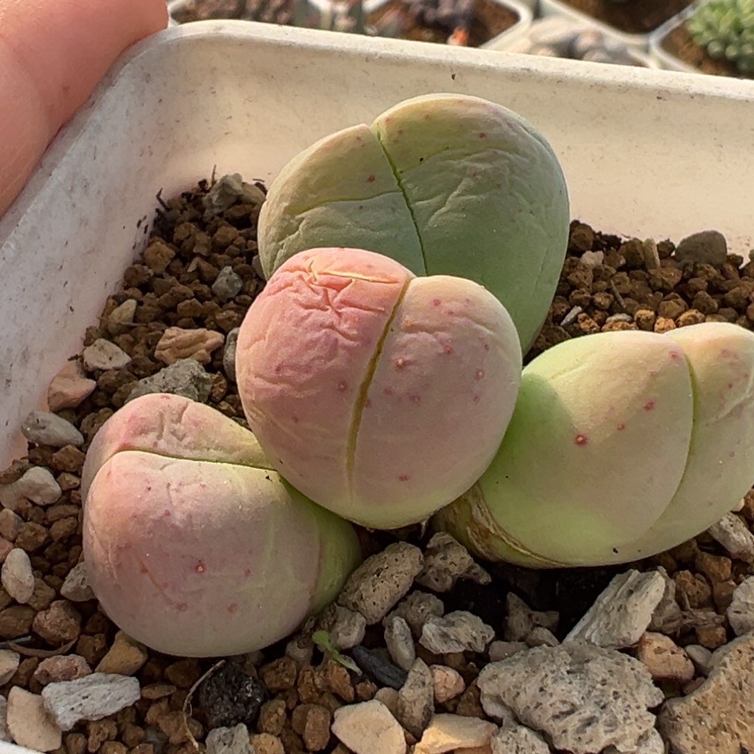 369多肉植物种类多样