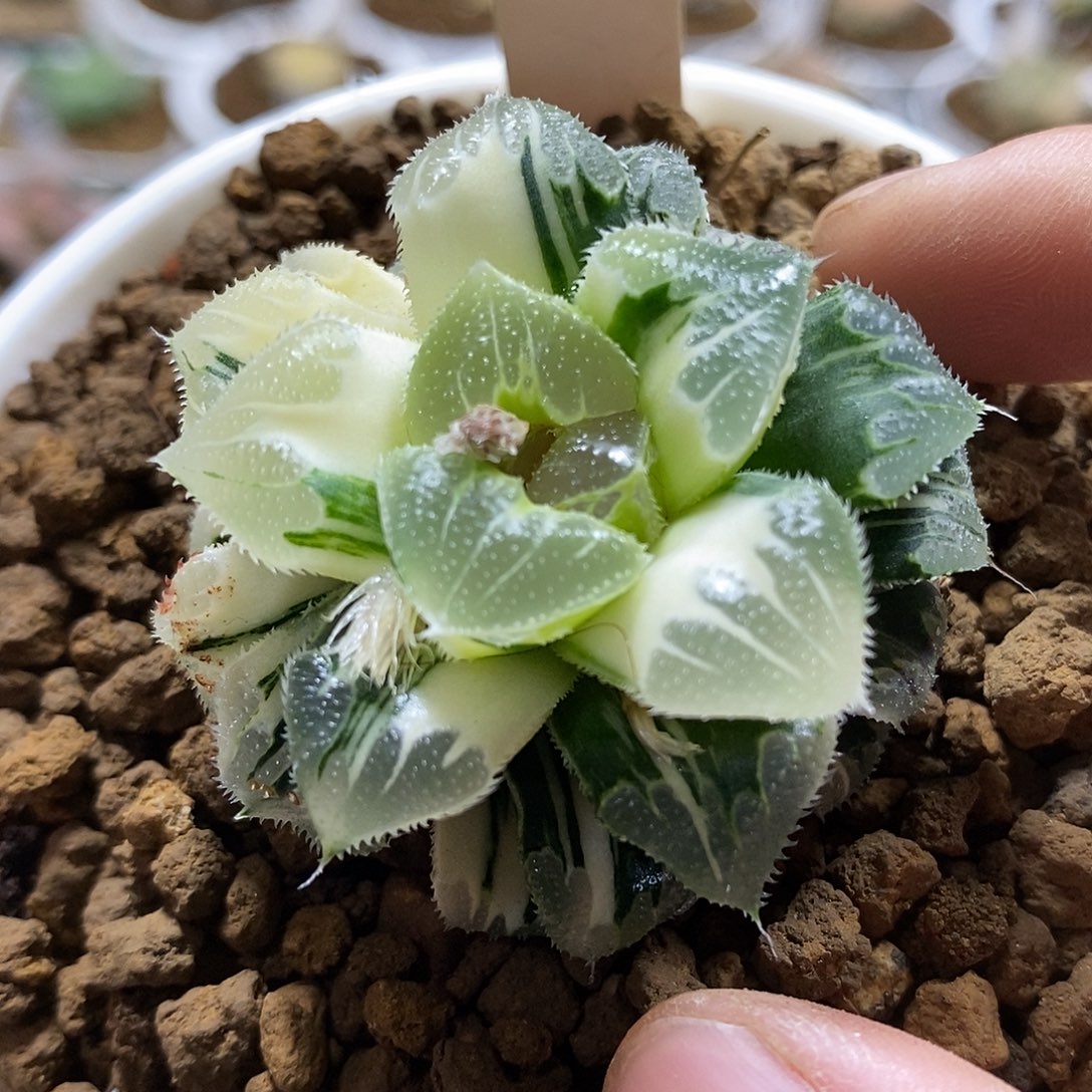 58爱心芷寿哈哈哈哈哈