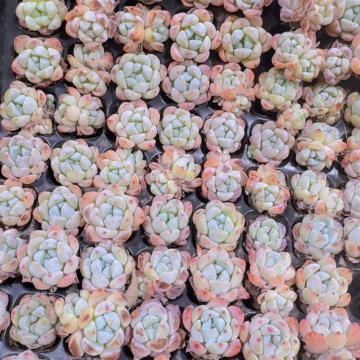 精品厚梦两米两个多肉