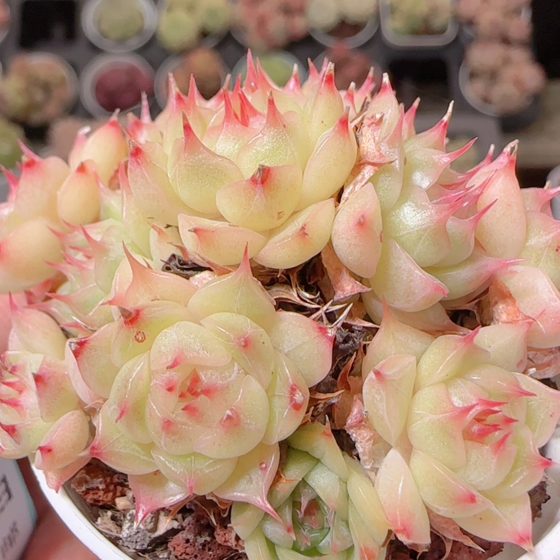 花语多肉1207-163散