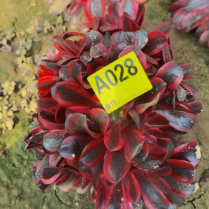 精品缀化一物一拍28