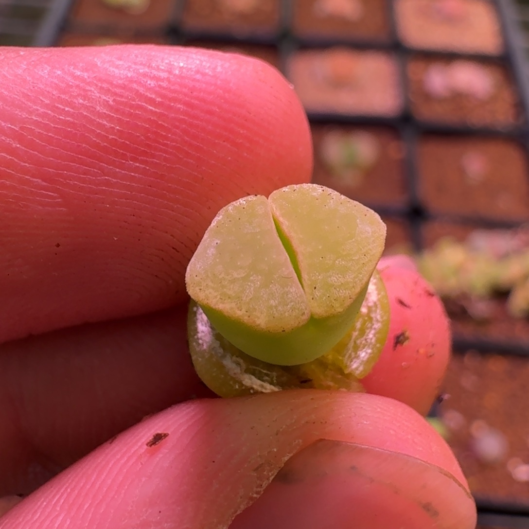 云缦精品番杏20.85白绒窗