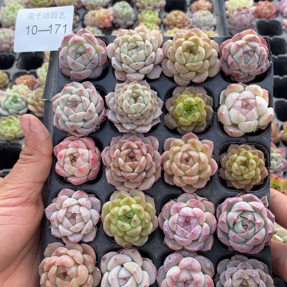 一物一拍20棵小苗10-171