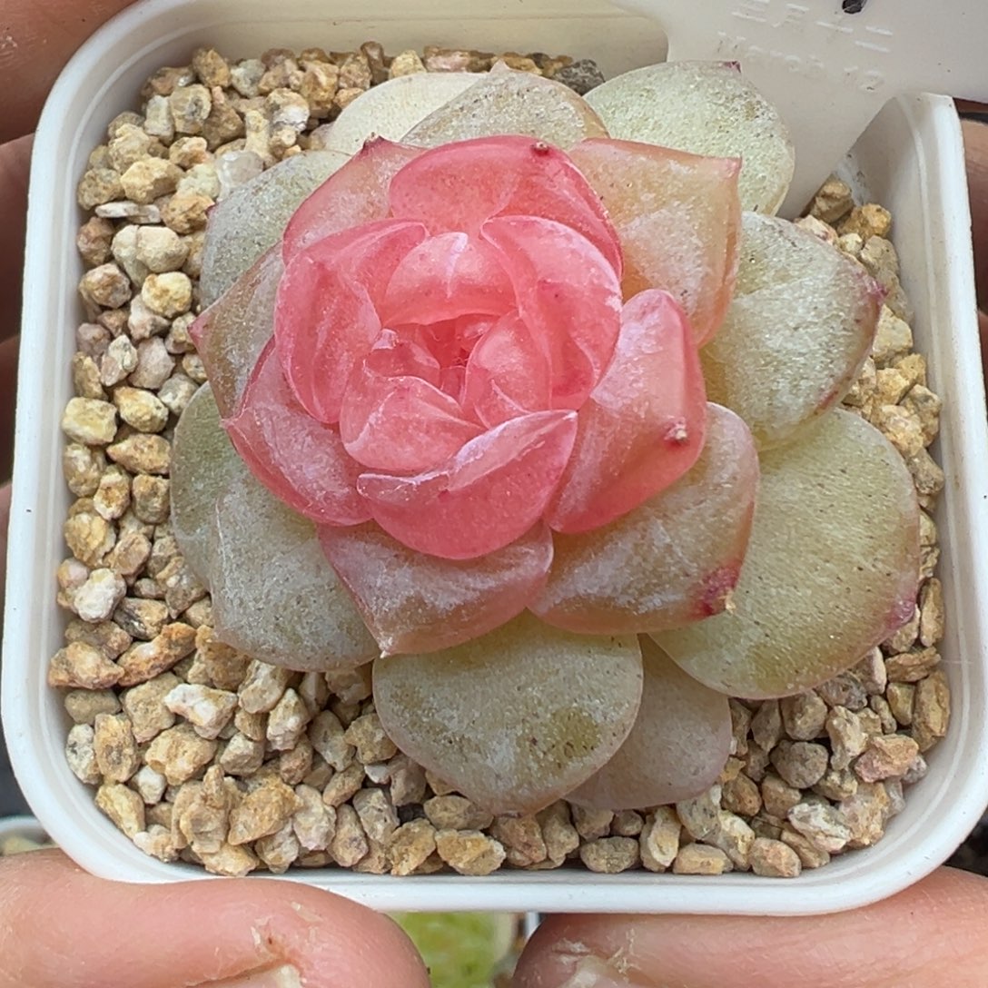 311号朗月带崽晗雨多肉