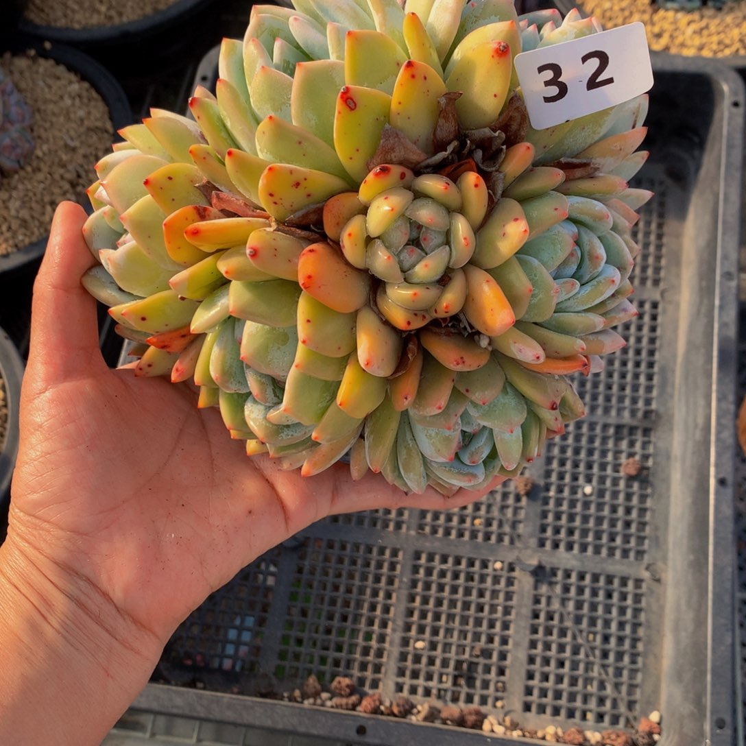 嗯嗯嗯嗯不错嗯32号