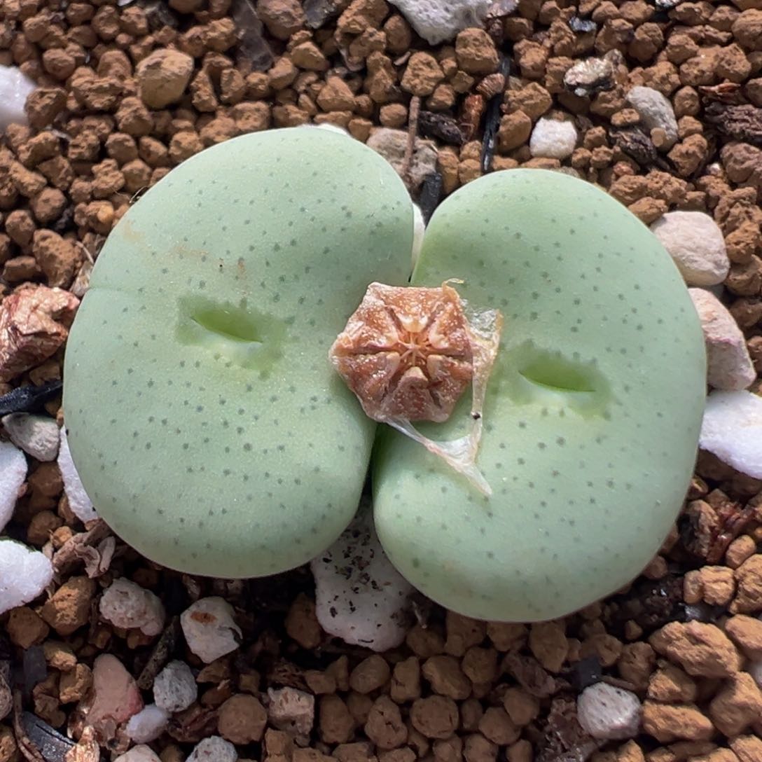 104多肉植物百科知识