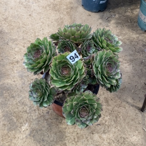 947万拉丝1345778999