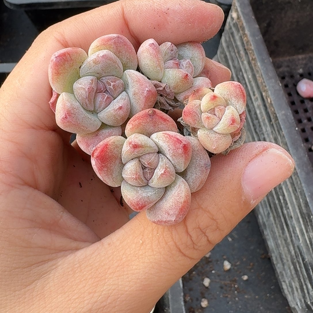 37号到手7颗，双头红玉