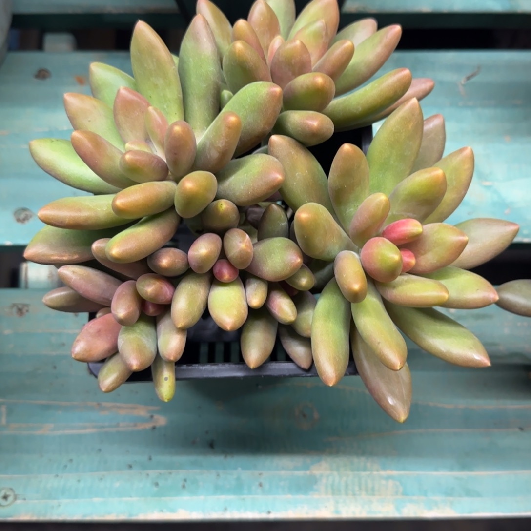 7头芒果奶，发货点延迟