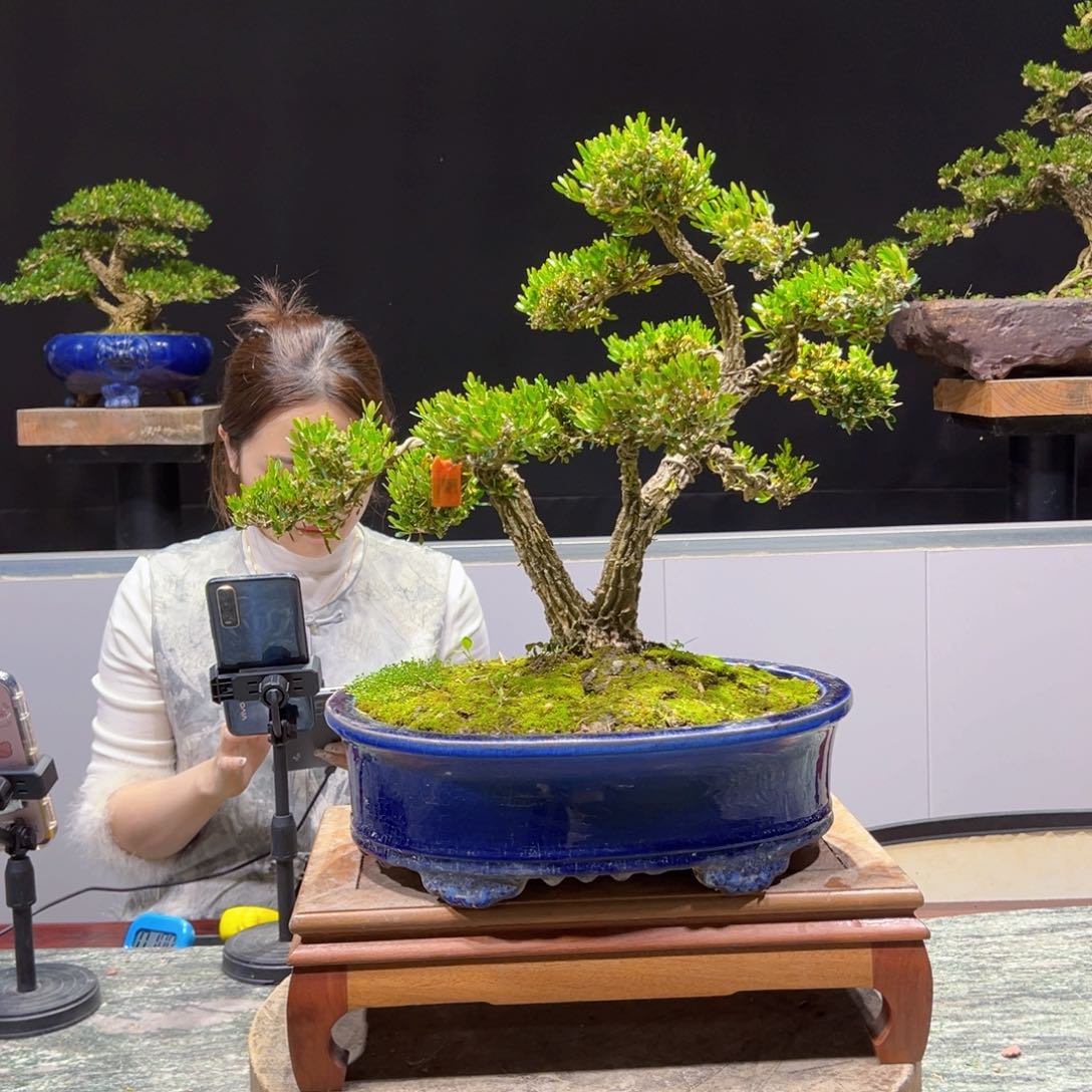 四季常青老桩黄杨盆景