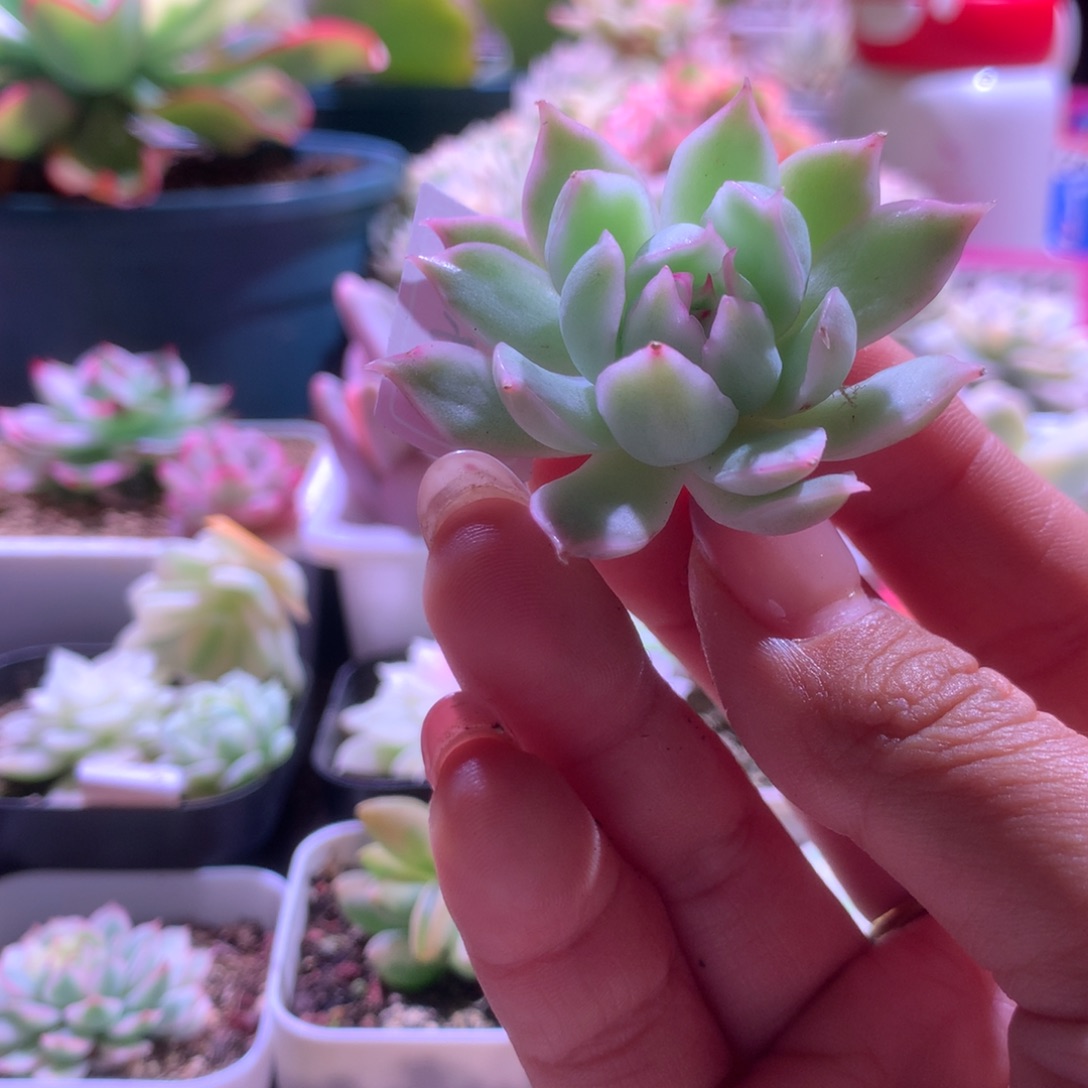 杂交覆轮锦有根有杆子