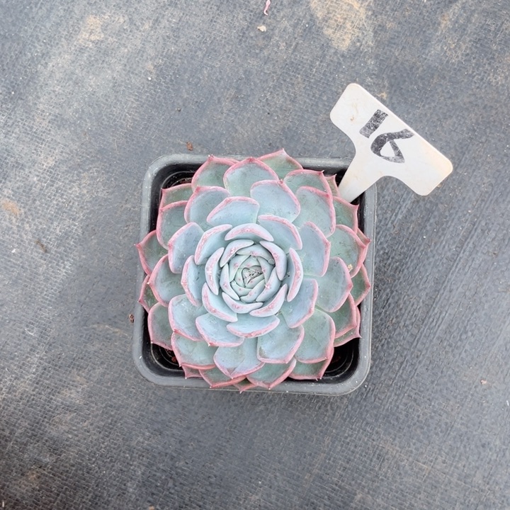 晨语多肉一物一拍16