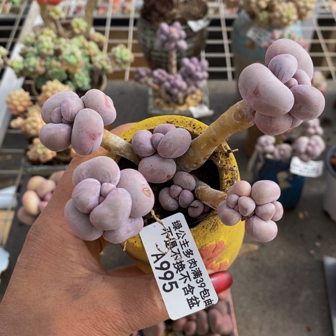 芭比奶酪995/9c m