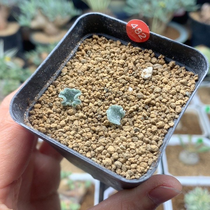 冰晶海带雾冰玉带盆