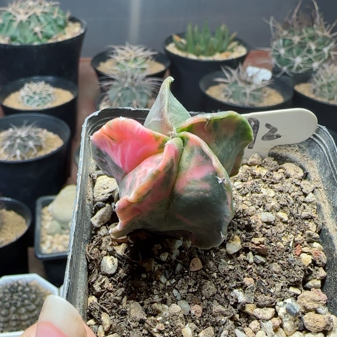 实生鸾凤锦多肉000