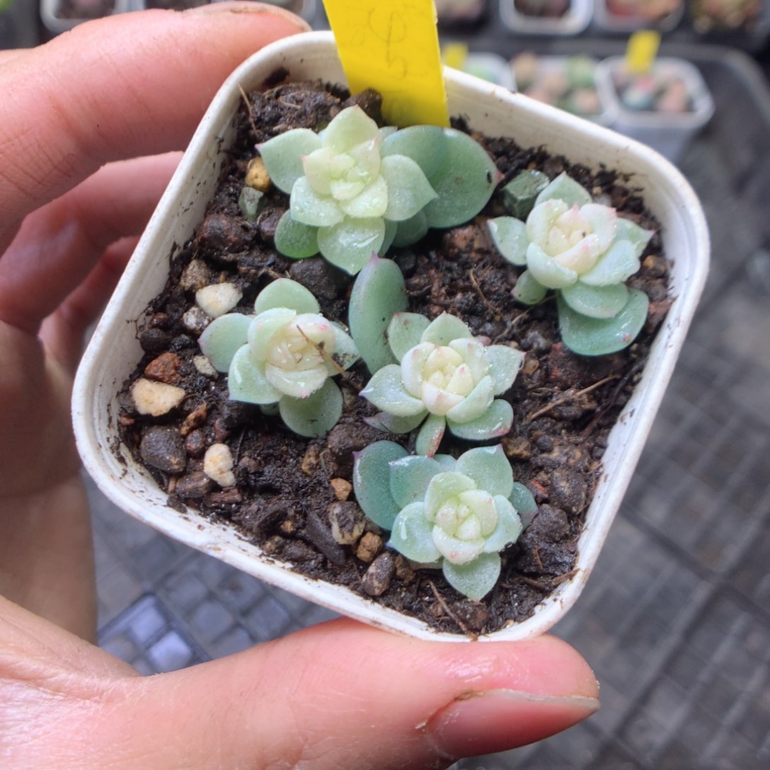 无花朵泼天财富5颗yyyyy