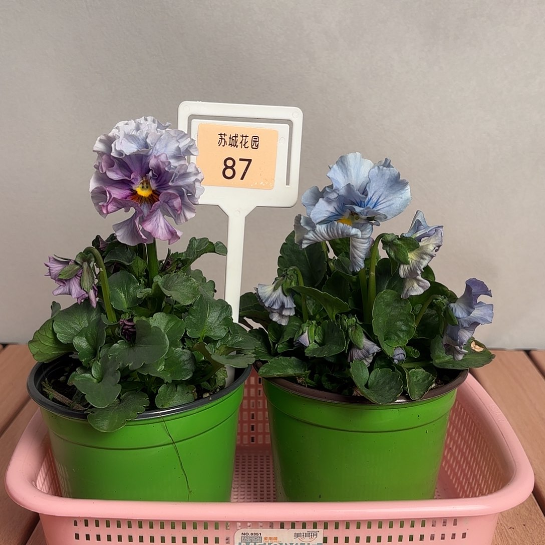 大部分开放少量花苞87