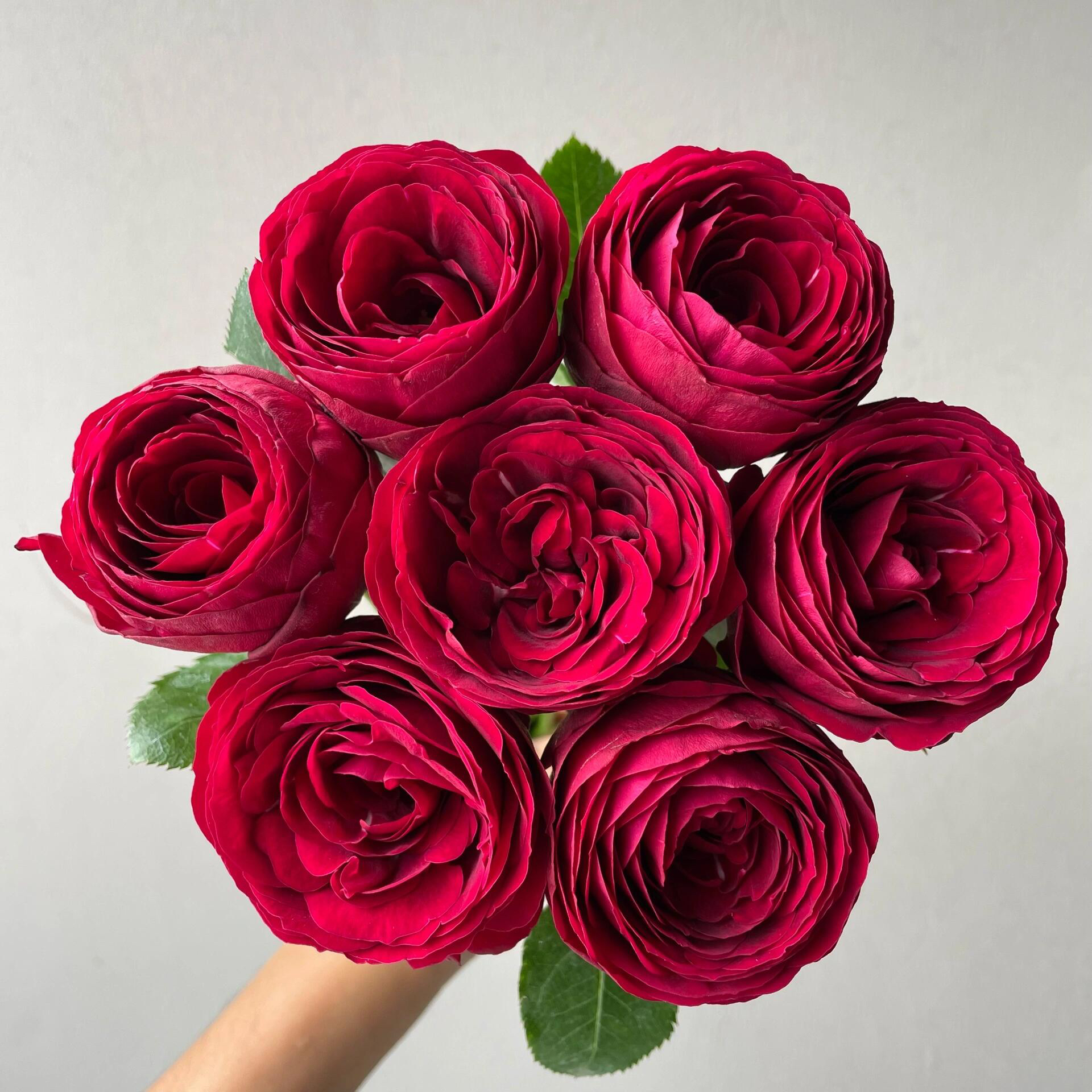 单头红蕾丝玫瑰稀有品种包子花型水培鲜花