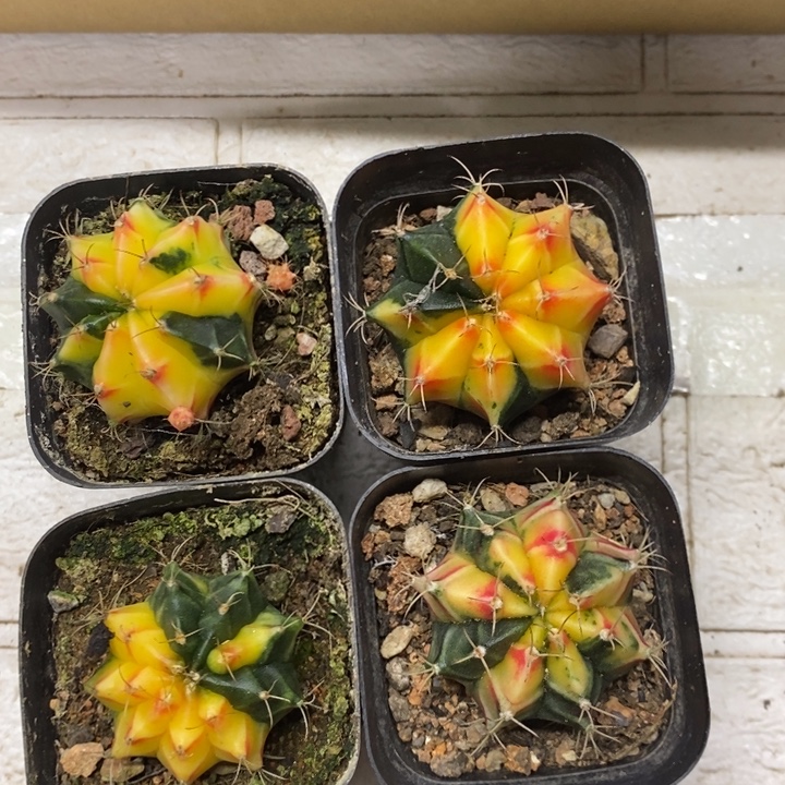 牡丹锦4颗特价福利