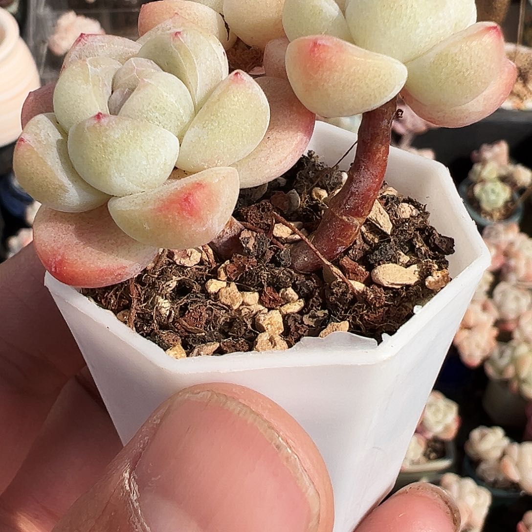 别*枝多肉冰玉三头长腿