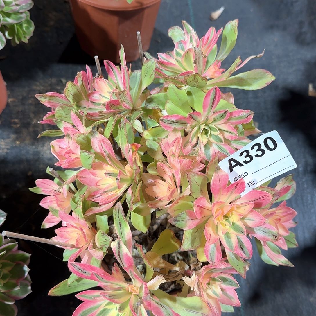荷花多肉法师aaa330