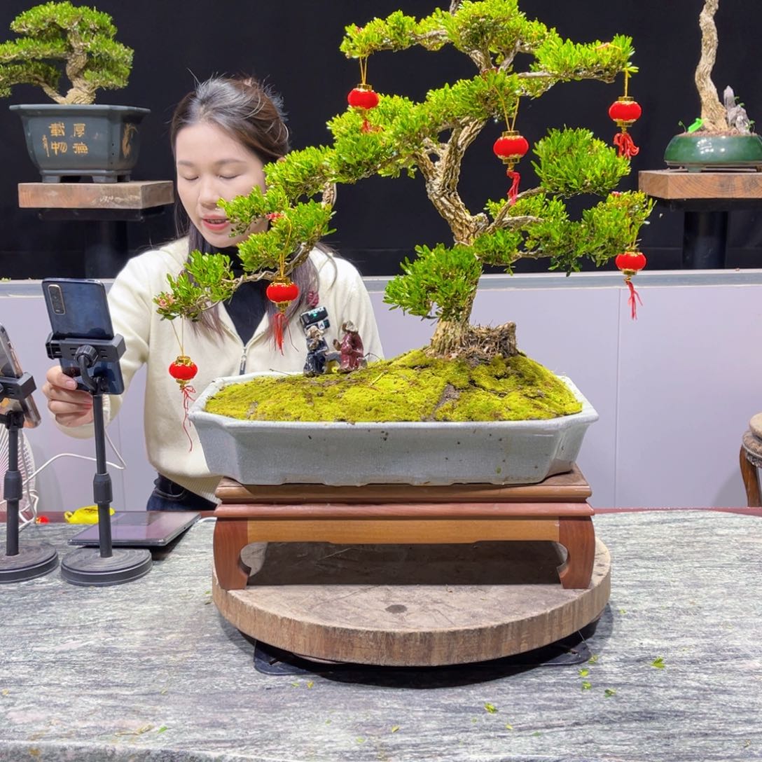 绿植黄杨盆景雀舌软枝