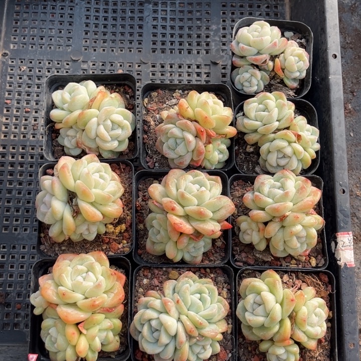 冰玉多肉七方盆一组10个14号