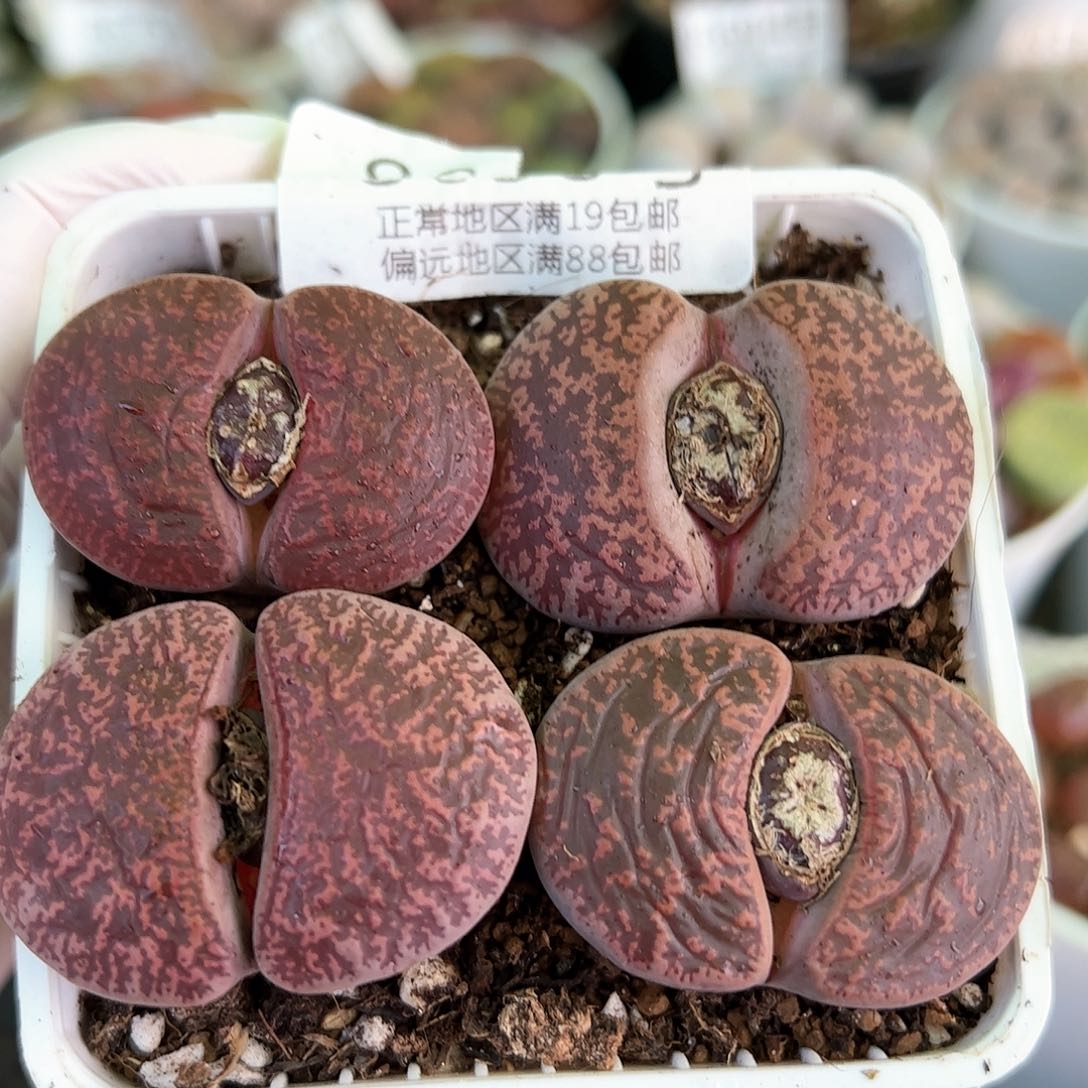 好养易活生石花大母本8638