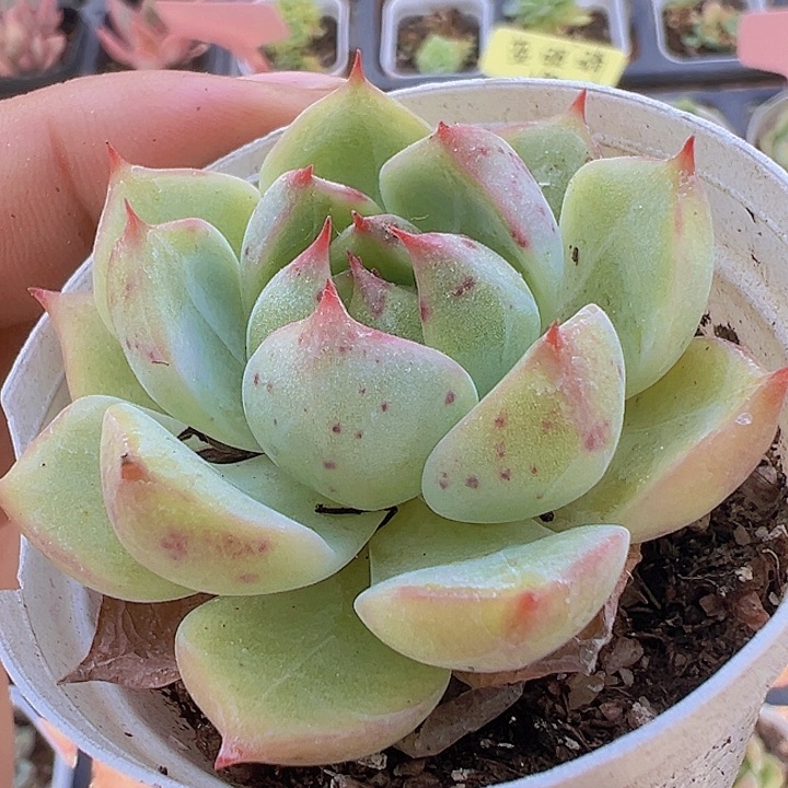 蓝眼睛精品多肉植物大战