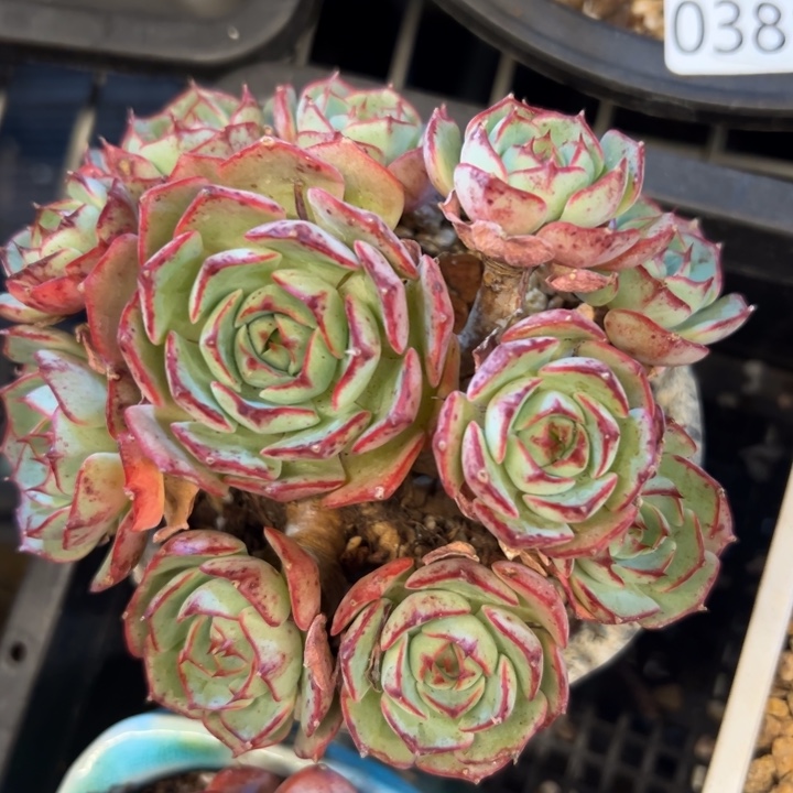 幸运的是我还没遇到幸运